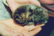 A Baby hedgehog