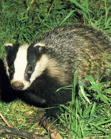 A badger