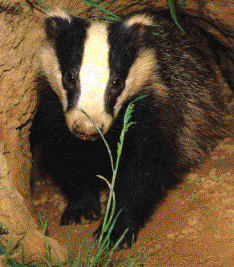 A badger