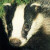 Jillian's Badger page