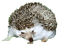 A hedgehog