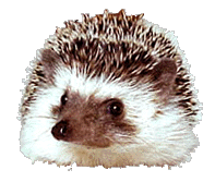 A hedgehog