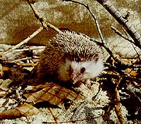A hedgehog