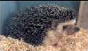 Jillian's hedgehog page
