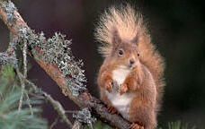A red squirrel