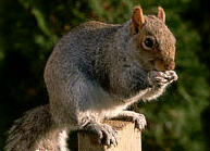 Jillian's Squirrel page
