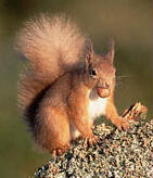 Squirrel